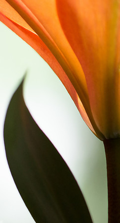 Mystery of half a Tulip
