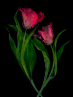 In Love ( Red Tulips)