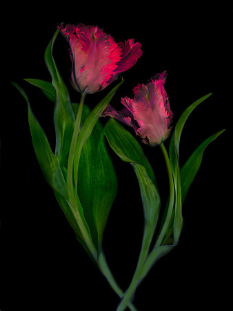 In Love ( Red Tulips)
