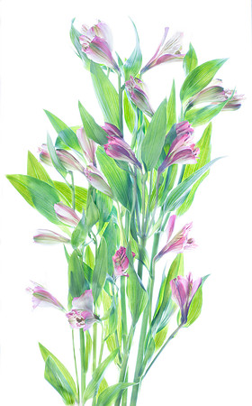 Alstroemeria  flowers grow at the top of a stem. Here they are rearranged.