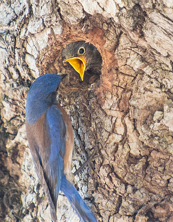 Male bluebird bringing food to hungry chick