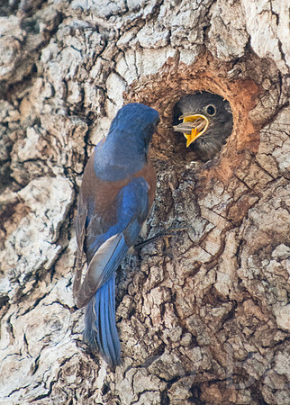 Male bluebird tossed a large insect it the chick