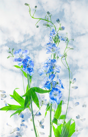 Delphinium