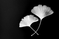 Ginko leaves, A wise pair