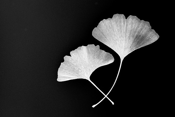 Ginko leaves, A wise pair