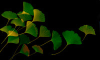 Ginko Leaves, swimming together