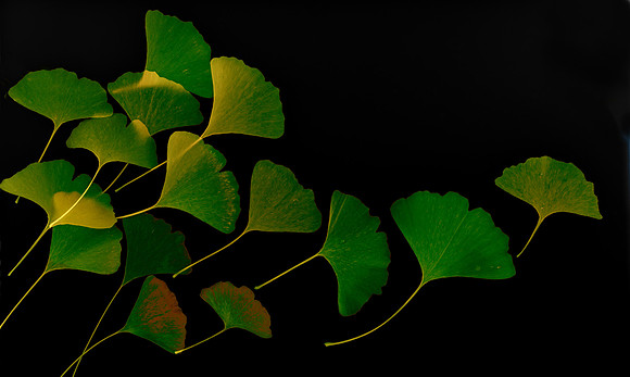 Ginko Leaves, swimming together