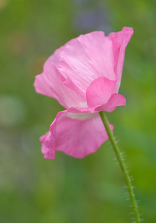 Poppy