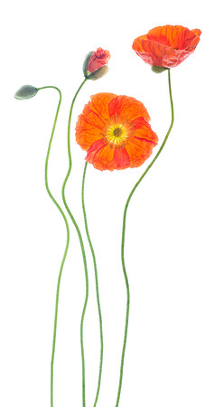 An arrangement of Icelandic poppies