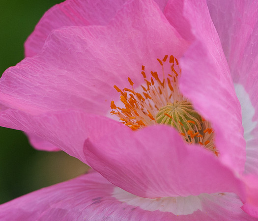 Poppy