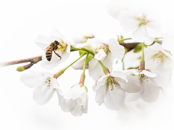 Honeybee gathering pollen
