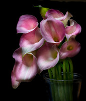 An arrangement of Calla Lilies