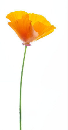 These two pictures of poppies will look good printed large on canvas