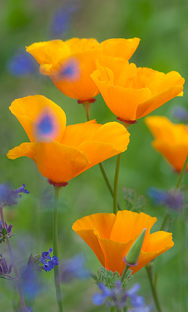 California Poppies