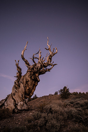 This Bristlecone Pine is more than 4000 years old.