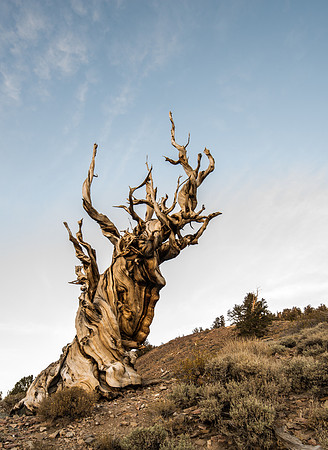 An iconic Bristlecone Pine in the Eastern Sierras