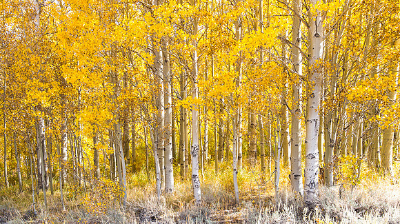 Aspens in Fall