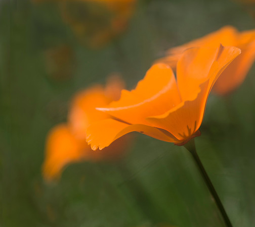 More California Poppies