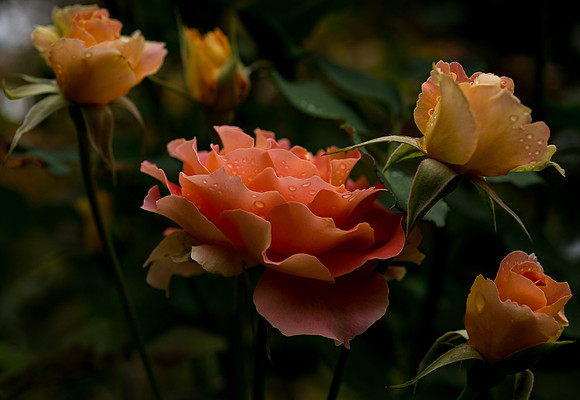 After the Rain