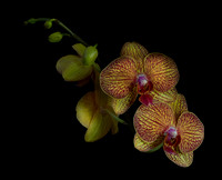 There's a kind of drama when photographing on black, it's emerging and disappearing at the same time