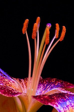 The male stamens surround the vivid purple pistil, the female part of this Lily