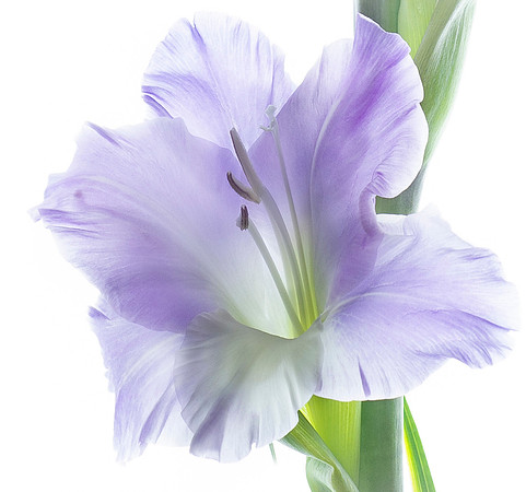 Close up of Iris.  So delicate