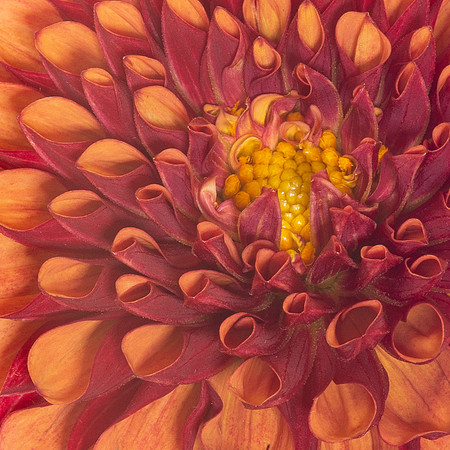 Close up of Dalhia.  I loved the repetition of color and shape.