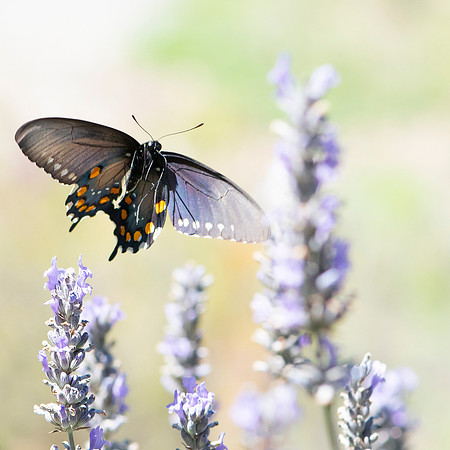 Pipevine Swallowtail, named for the plant the caterpillar feeds on.