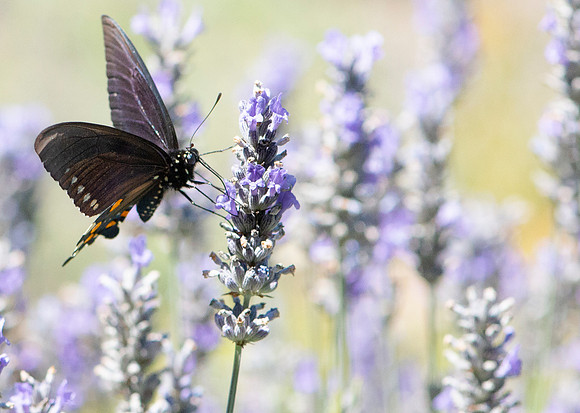 Pipevine Swallowtail gathering nectar from lavender.