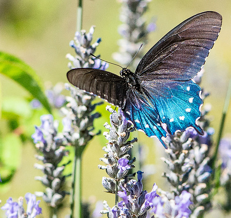 I photographed this Pipevine Swallowtail at Berkeley Botanical Garden.  It's pretty magical.