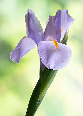 A Purple Iris, lit by the sun