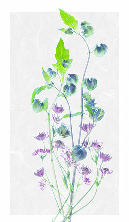 I saw these interesting flowers at Flower and the B, and just loved the contrasting colors.