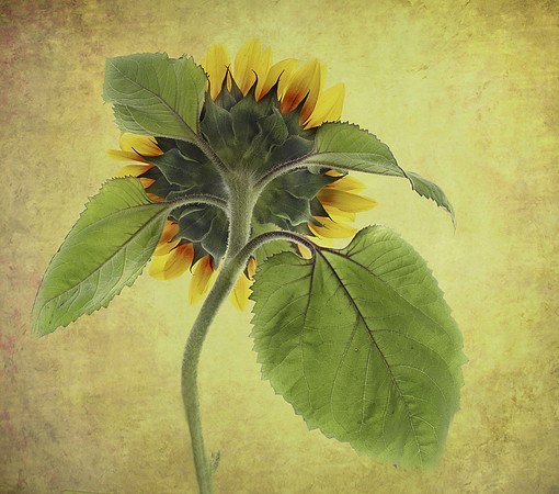 A new fall photo. I loved the shape of this sunflower, looking away.