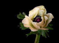 An Anemone Portrait.  I love the structural shape of this particular flower