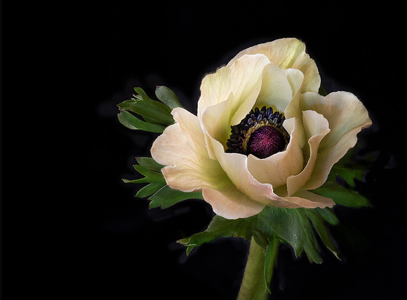 An Anemone Portrait.  I love the structural shape of this particular flower