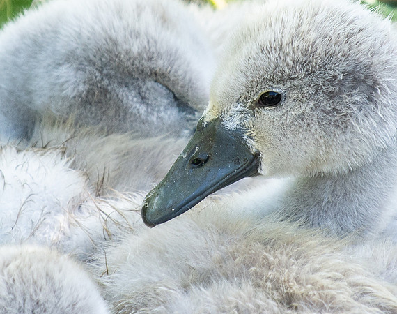 Close up of Signet swan