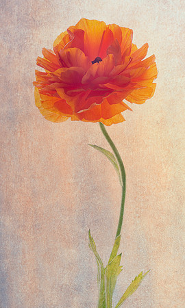 Ranunculus Portrait.  This picture and the Anemone Portrait are part of my upcoming show, June 8th
