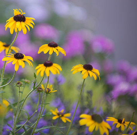 Echinacea