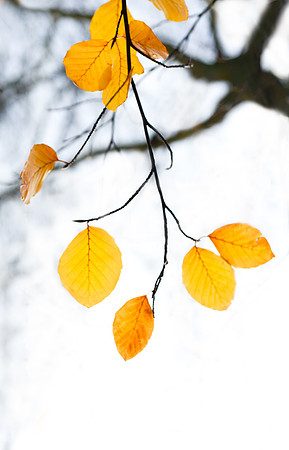 Last leaves of the year