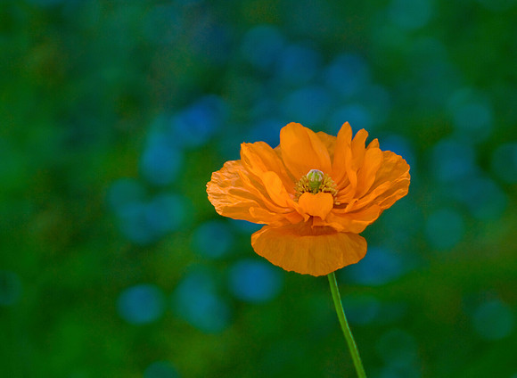 Poppies
