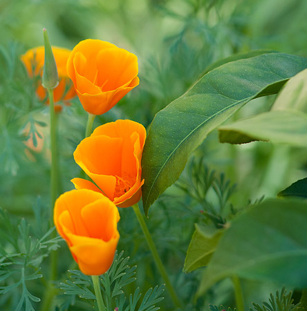 Poppies