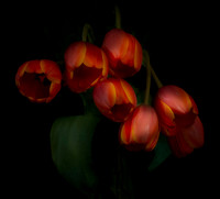 Tulips, emerging from the background
