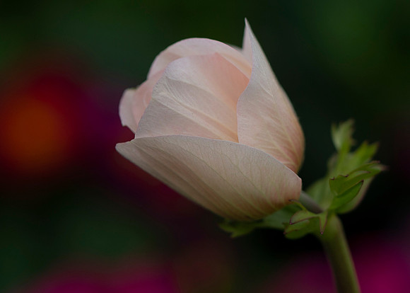 Pink Anemone with Red  in Background
