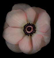 Pink Ranunculus