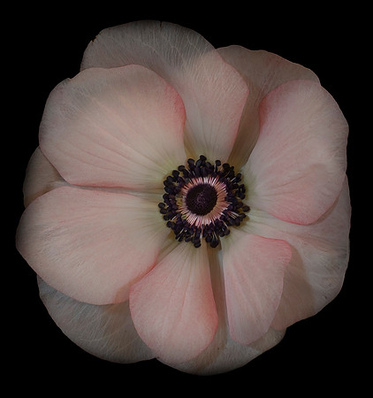 Pink Ranunculus