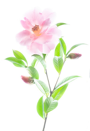A Whisper of Pink