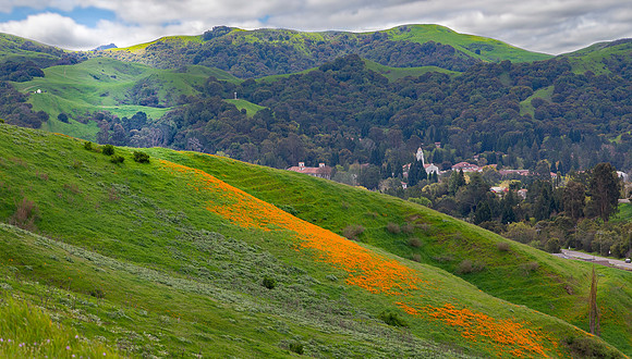 Rheem Hillside with poppies.  St. Mary's college on the right.