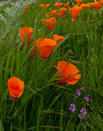 California Poppies in the Spring
