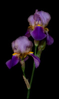 Iris Pair on Black