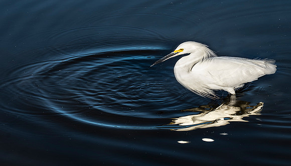 Snowy Egret looking for Food